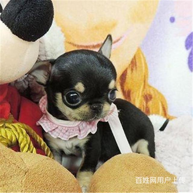 吉安哪有繁殖吉娃娃幼犬的吉娃娃幼犬多少钱一只