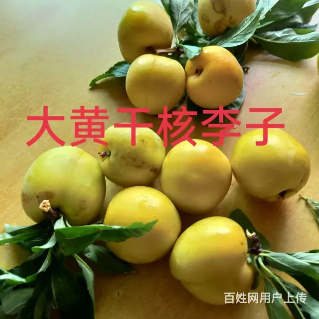 软枣猕猴桃苗 - 图片 8