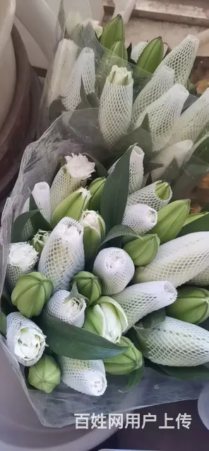 云南昆明美旗花卉基地批发鲜花满天星玫瑰向日葵各种草 - 图片 4