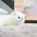 德州附近哪里有加菲猫卖◆猫场常年卖纯种加菲猫