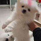 出售俩月博美自家老人养的