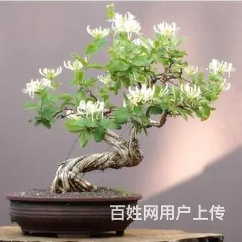 武汉室内盆景公司花卉室外苗木商场绿植工厂盆栽 - 图片 1