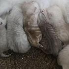 英短银渐层幼猫