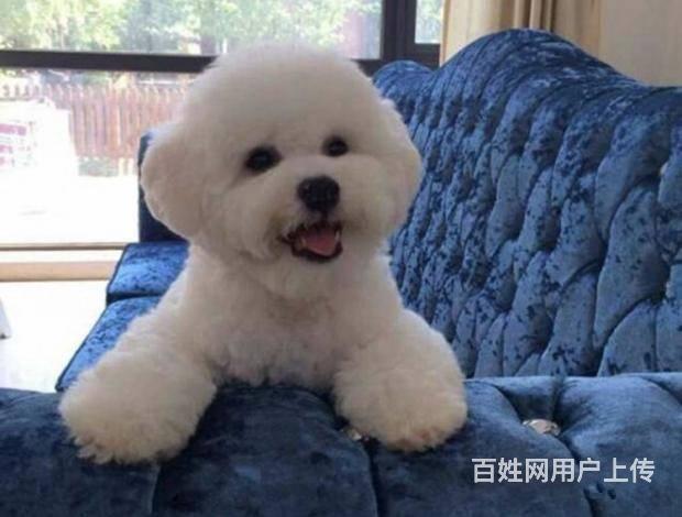 北京哪賣比熊犬 純種比熊犬 法系捲毛比熊 多窩挑選