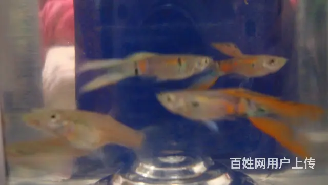 孔雀鱼双剑尾 - 图片 5