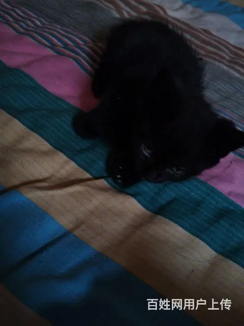 自家小奶猫免费赠送 - 图片 2