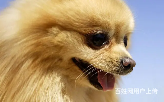 邢台宠物托运 （小猫小狗邮寄）国内国际活体运输 上门接送 - 图片 2