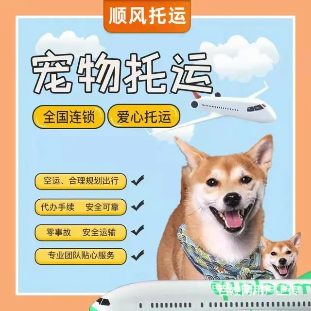 烟台莱州宠物托运（猫狗）活体邮寄快递（2022宠物运输 ）今 - 图片 2