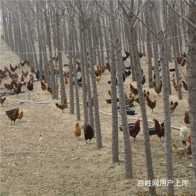 枣庄鸡苗孵化厂厂址 枣庄柴鸡苗批发 枣庄笨鸡苗价格 - 图片 2