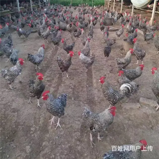 烟台鸡苗，烟台小鸡苗小鹅，烟台鹅苗 - 图片 4