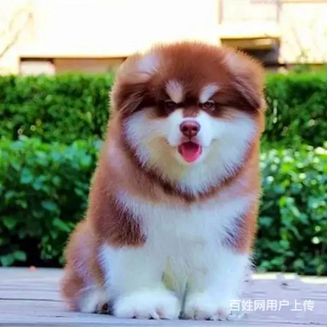 北京哪里能买到赛级纯种双血统阿拉斯加幼犬多少钱 - 图片 7