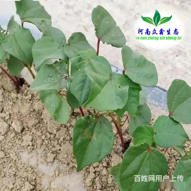乌海乌达区农田固沙剂农田护苗防沙固沙剂 - 图片 1