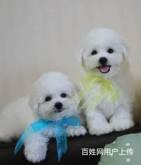赛级比熊幼犬 价格美丽非诚勿扰 - 图片 4