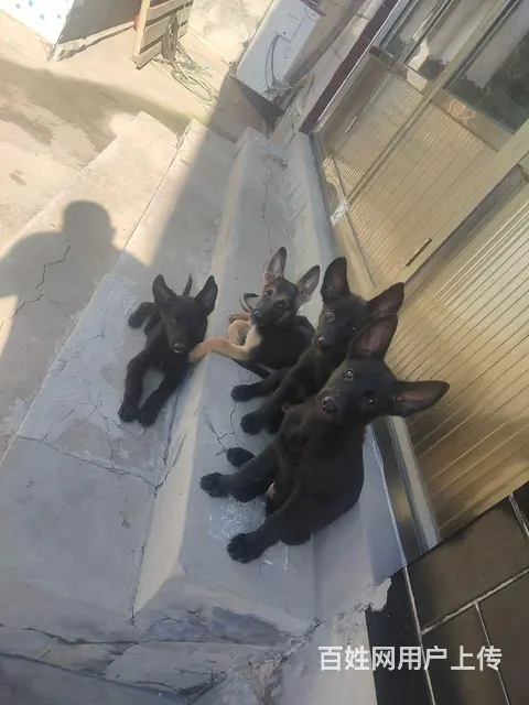 出售东德牧羊犬 - 图片 3