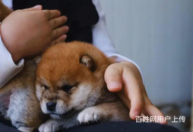崇左柴犬，豆柴，优莱柴犬犬舍 - 图片 2