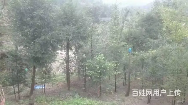 红豆杉低价急出售,高2~3米多，树型美，价钱优惠！ - 图片 12