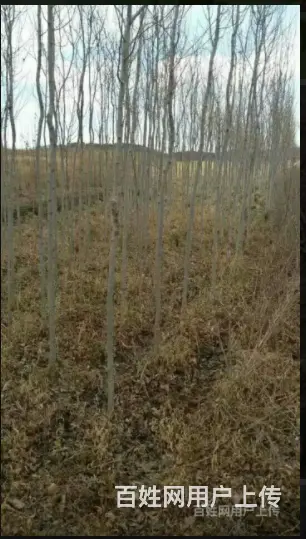 出售绿化树苗 - 图片 3