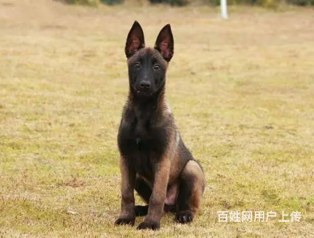 纯种马犬 保纯保健康 给您 贴心的售后 - 图片 1
