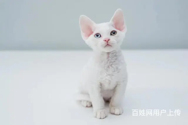 本地哪里有卖德文卷毛猫的 德文成年多重 包纯种健康 - 图片 1