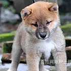 渭南哈士奇繁殖场哈士奇犬舍联系方式