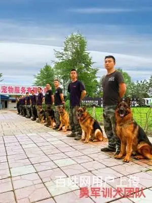 成都宠物训犬培训学校，宠物训犬基地 - 图片 2