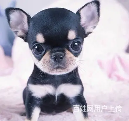 琼海犬舍卖吉娃娃。吉娃娃一般什么价位 - 图片 2
