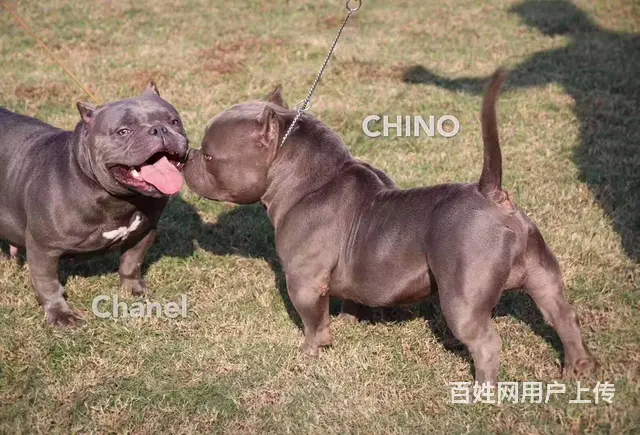 辽阳恶霸犬出售 恶霸犬价格 - 图片 1
