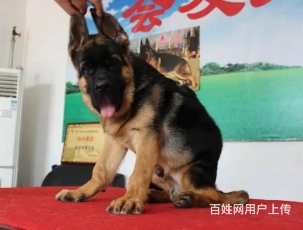 北京大头黑脸德牧犬 纯种锤系德牧多少钱一只 - 图片 4
