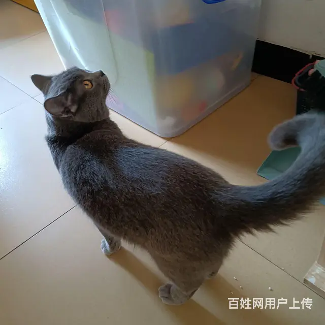 淘气蓝猫抱回家随便撸 - 图片 8
