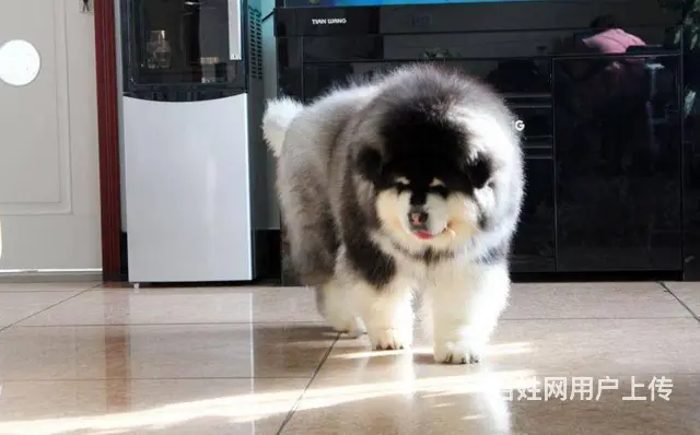 巨型 红色 黑色 阿拉斯加雪橇犬犬舍诚信出售 - 图片 7