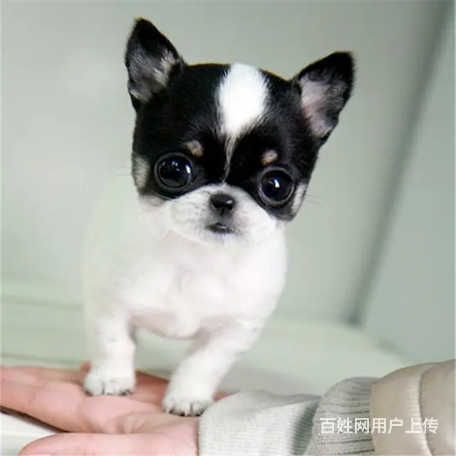 长春上哪可以看到吉娃娃犬舍，吉娃娃犬舍地址位置 - 图片 9