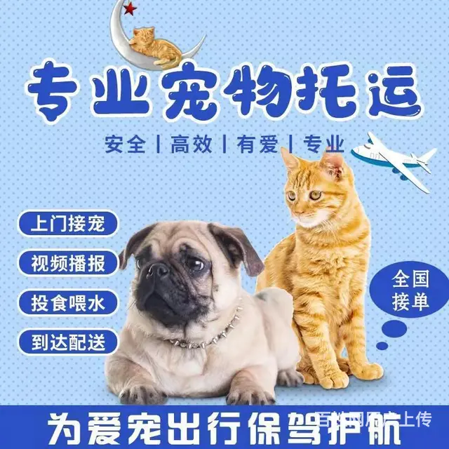 宜宾宠物托运（猫狗）邮寄速运空运 （2023今日 推荐运输） - 图片 1