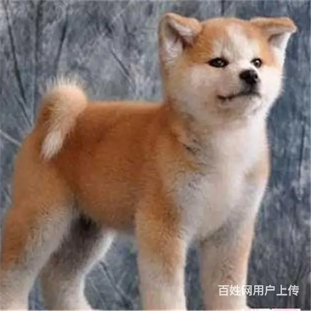 平顶山血统秋田犬哪里有卖，血统秋田犬一般多少钱 - 图片 6
