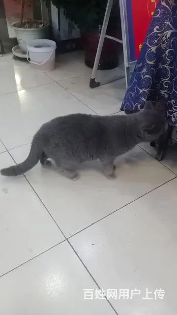 英国蓝猫 - 图片 4