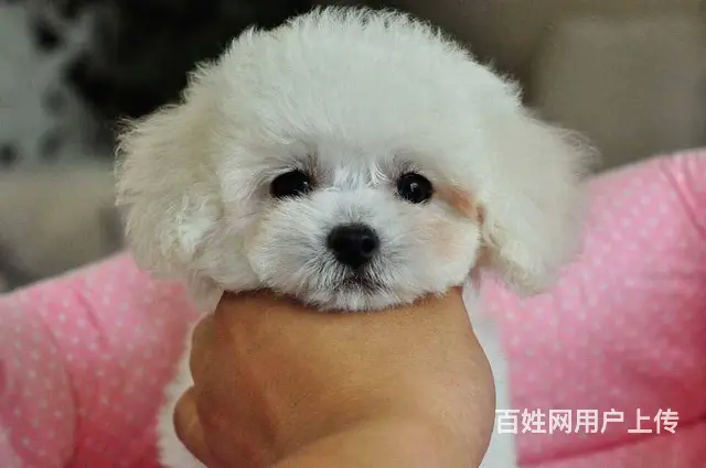 出售泰迪,泰迪幼犬,超小卡哇伊泰迪犬,包纯种签协议 - 图片 1