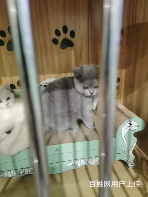 蓝猫出售 - 图片