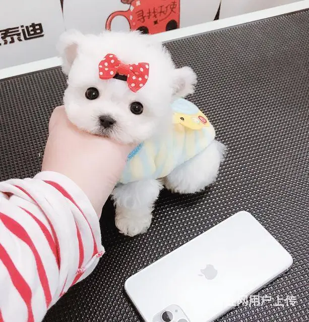 出售精品泰迪幼犬疫苗齐全多只可选 - 图片 3