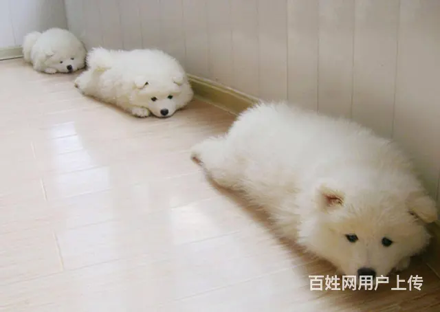 出售萨摩耶 家养萨摩 保健康 终身质保 - 图片 1