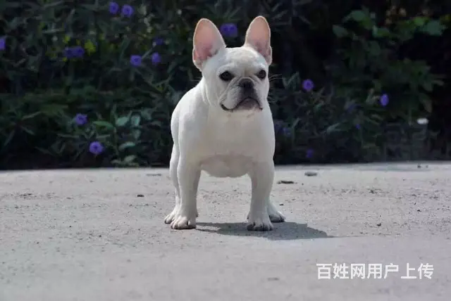 天门哪卖法斗，哪有法斗，谁家的法斗靠谱 - 图片 6