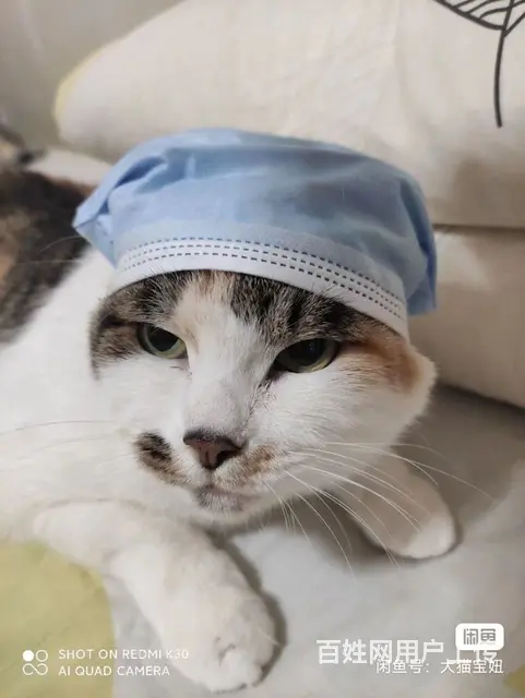 家庭寄养散养猫咪 - 图片 2