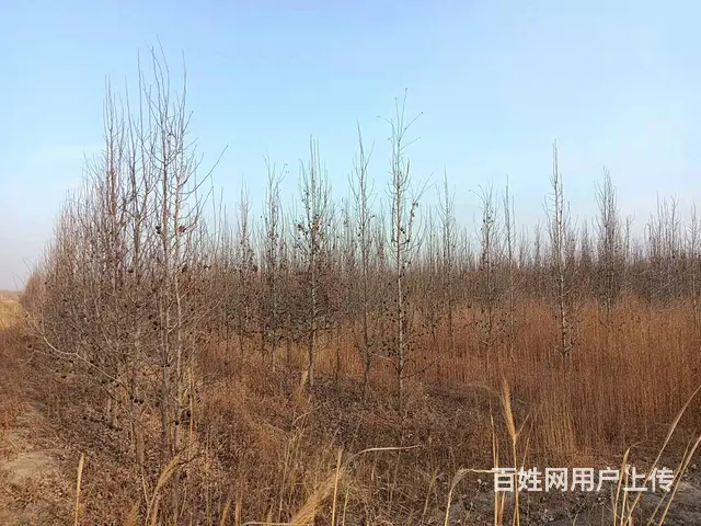 B个人一阿瓦提香梨园对外出售 - 图片 4