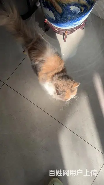 免费领养猫咪 - 图片 2