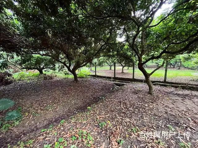 从化区桃花小镇旅游区附近1.5亩平地果园整体转让 - 图片 11