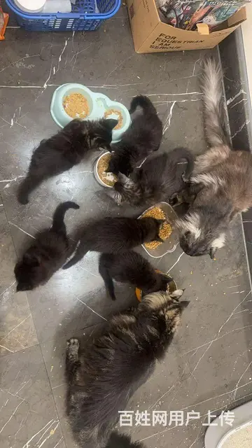 家庭式繁殖缅因猫 - 图片 5