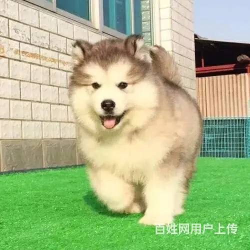 巨型阿拉斯加幼犬 颜色齐全 保纯保健康 可全国发货 - 图片 7