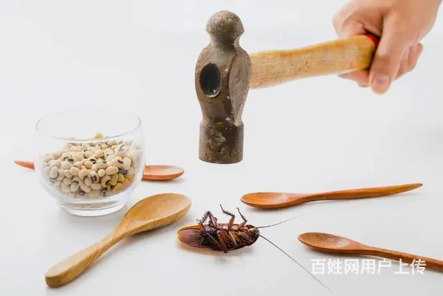 海珠区灭蟑螂公司，彻底除蟑螂、灭小强 - 图片 2