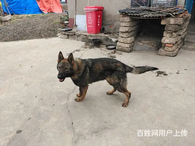 狼灰色东德种公 - 图片 1