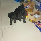 泰迪犬出售