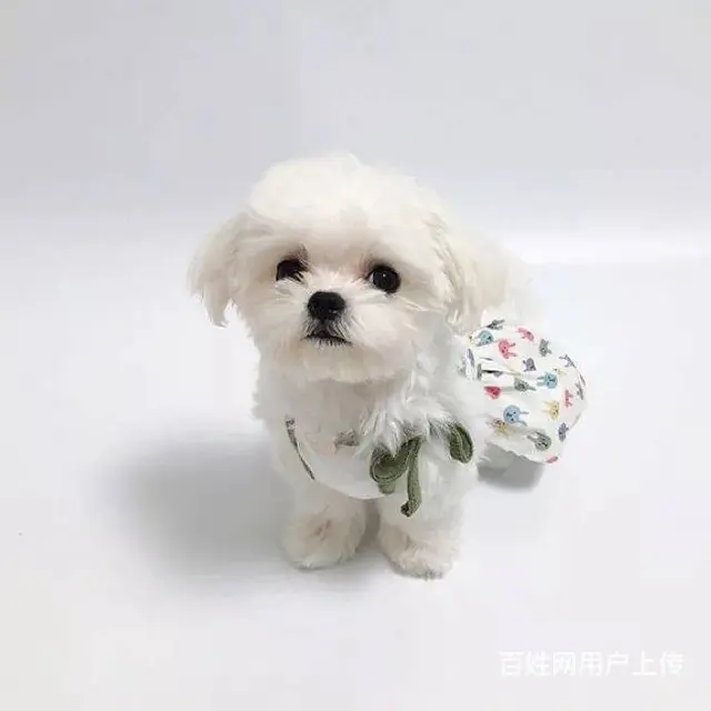 广州纯种马尔济斯犬价格 狗舍直销 包纯种健康签协议 - 图片 10