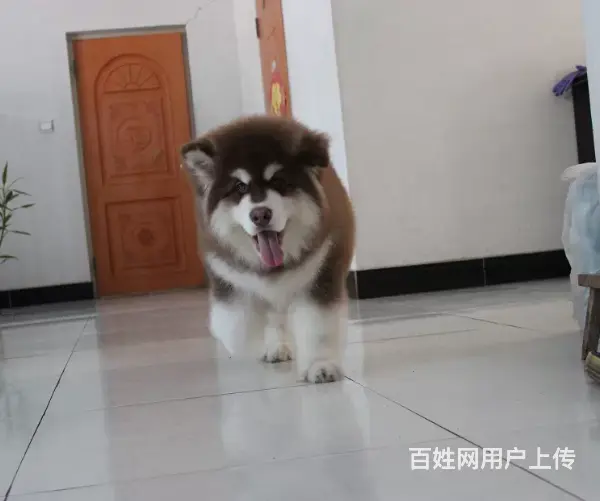 熊版大骨量巨型阿拉斯加雪橇犬 包健康 签协议 - 图片 5